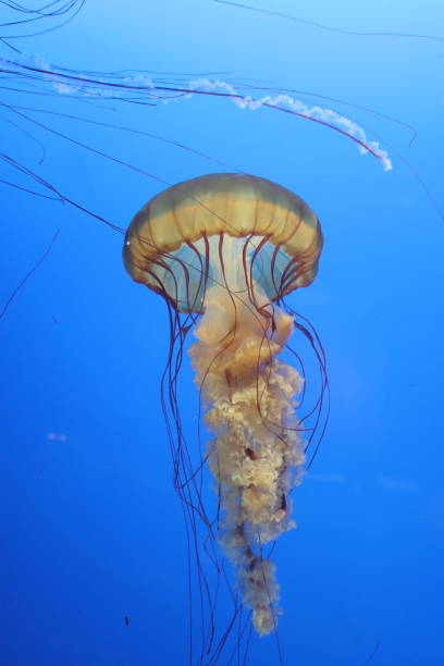 istock A Jellyfish In An Aquarium Tank 1453846586