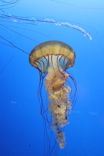 A jellyfish in an aquarium tank
