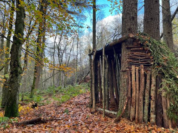 A survival shelter built in autumnal woods with autumn leaves on the ground.