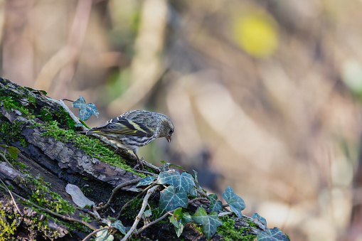 Photo of Siskin female on a log looking for food.
