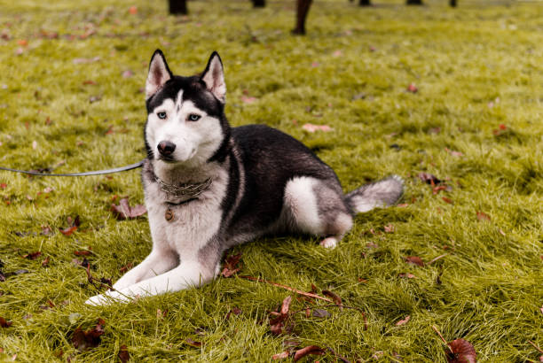 istock Black and white Husky breed dog is lying on grass with raised ears 1453847479