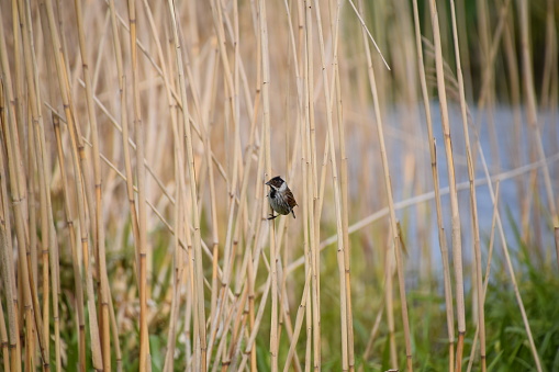 A reed bunting amongst the reeds.
