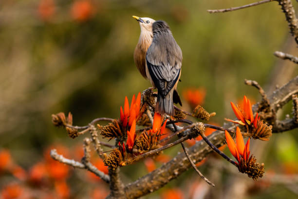 istock Selective focus shot of two starling birds perched on a blooming tree branch 1453848522