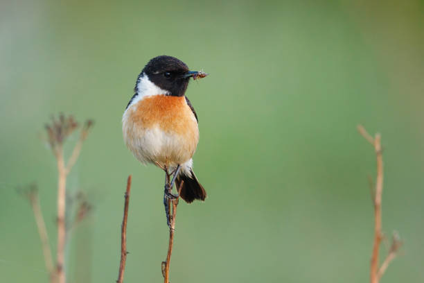 Male european stonechat (Saxicola rubicola) perching on a twig.