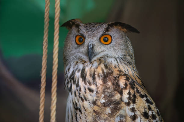 The common owl, bubo bubo,  sitting in the zoo enclosure, looks ahead. Portrait. Close-up. The common owl, bubo bubo,  sitting in the zoo enclosure, looks ahead. Portrait. Close-up. eurasian eagle owl stock pictures, royalty-free photos & images
