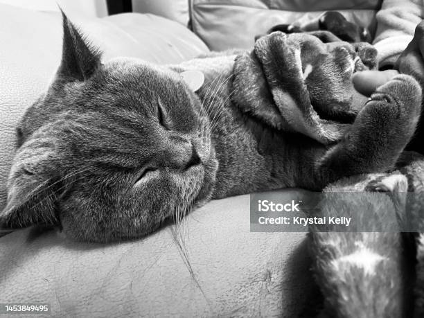 Henrys Zzzs Stock Photo - Download Image Now - Animal, Animal Body Part, Animal Hair