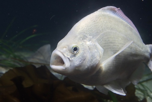 Close-up of a tropical fish with its mouth wide open