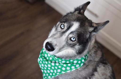 Portrait of Husky dog wearing green St Patricks Day bandana looking up at camera