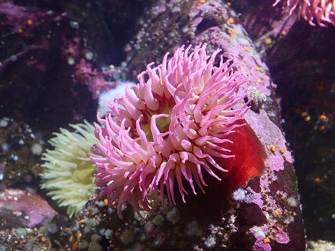 Pink colored Sea Anemones in a large aquarium