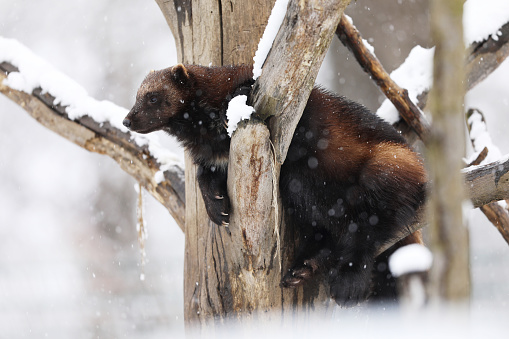 Wolverine en invierno.  Wolverine - Gulo gulo, en Finlandia tajga. Escena de vida silvestre del norte de Europa. photo