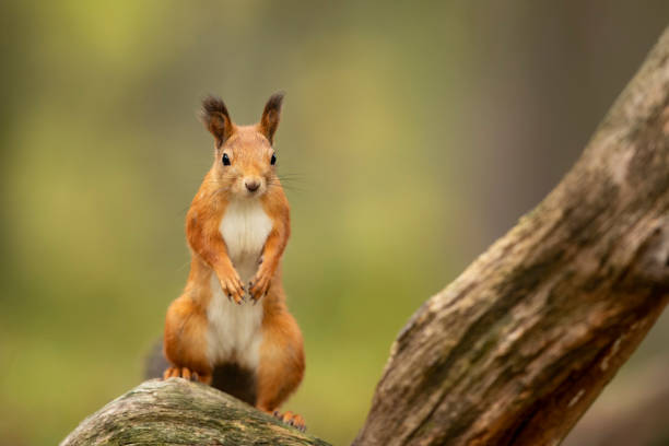 Cute red squirrel with long pointed ears sit on branch in autumn scene with nice deciduous forest in the background. Finland wildlife. The red squirrel, Sciurus vulgaris, sitting in the scandinavian forest on the branch. Squirrel in a typical environment eastern chipmunk photos stock pictures, royalty-free photos & images