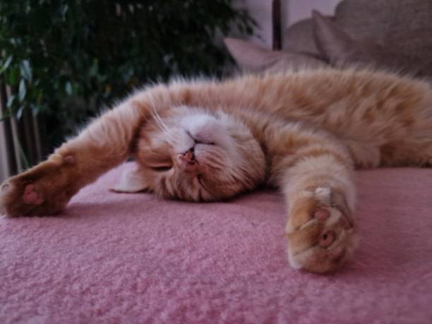 istock Ginger cat's relax mode on her carpet photo 1453850854