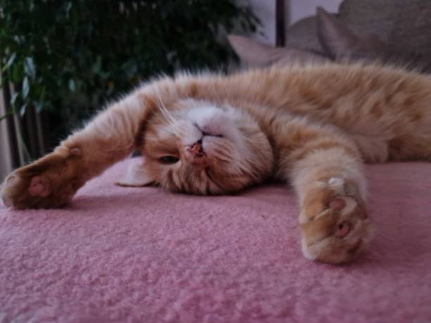 istock Ginger cat's relax mode on her carpet photo 1453850860