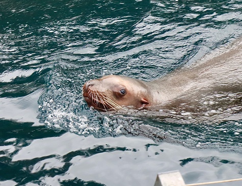 A single Harbor Seal cruising through the water