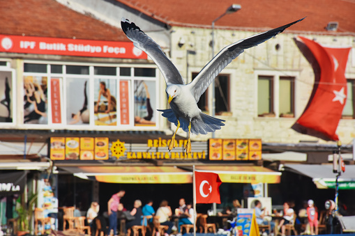 Foça, İzmir, Turkey 29 Jun 2021. A huge seagull with open wings in the air in the historical port of Izmir Foça and restaurants along the harbor, Turkish flag, silhouettes of nomadic people