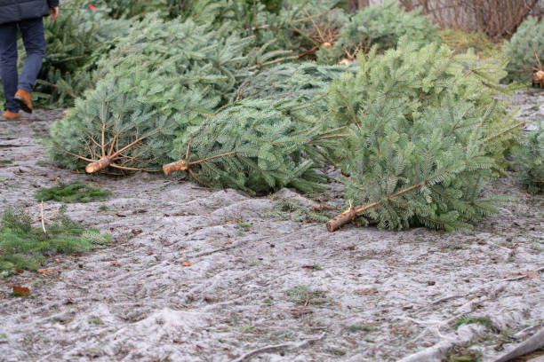 istock Felled Christmas trees lie side by side on the ground outdoors. The bottom is partially covered with needles. There is space for text. 1453852997