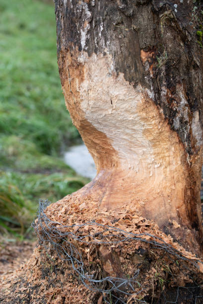 Part of a tree trunk eaten by a beaver. The tree trunk shows clear bite marks.