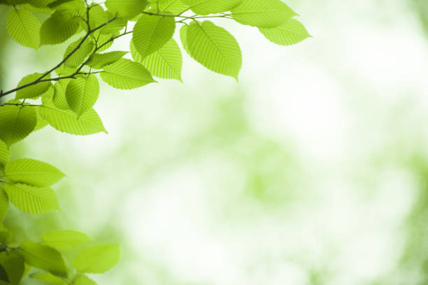 fresco verde foglie - vibrant color horizontal japan branch foto e immagini stock