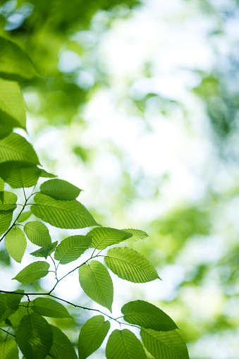 Moringa leaf background