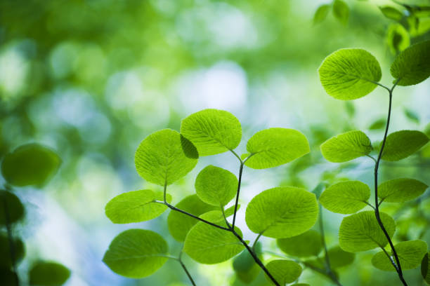 свежие зеленые листья - wilderness area close up leaf plant стоковые фото и изображения