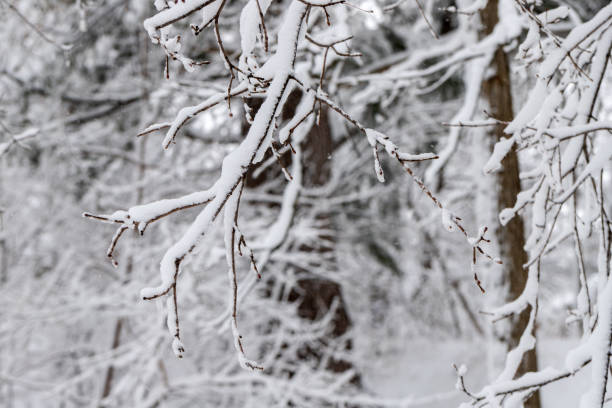 istock Tree branches with snow in park in winter 1453854299