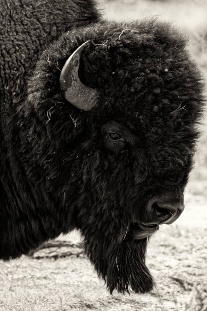 istock Portrait of bison in Yellowstone, Lamar valley 1453854404