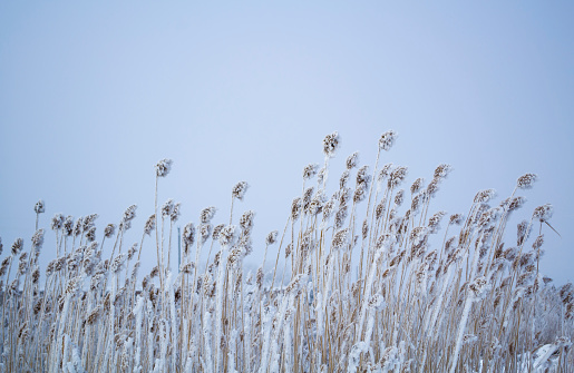 the reeds flowing in the wind on a winter day. High quality photo