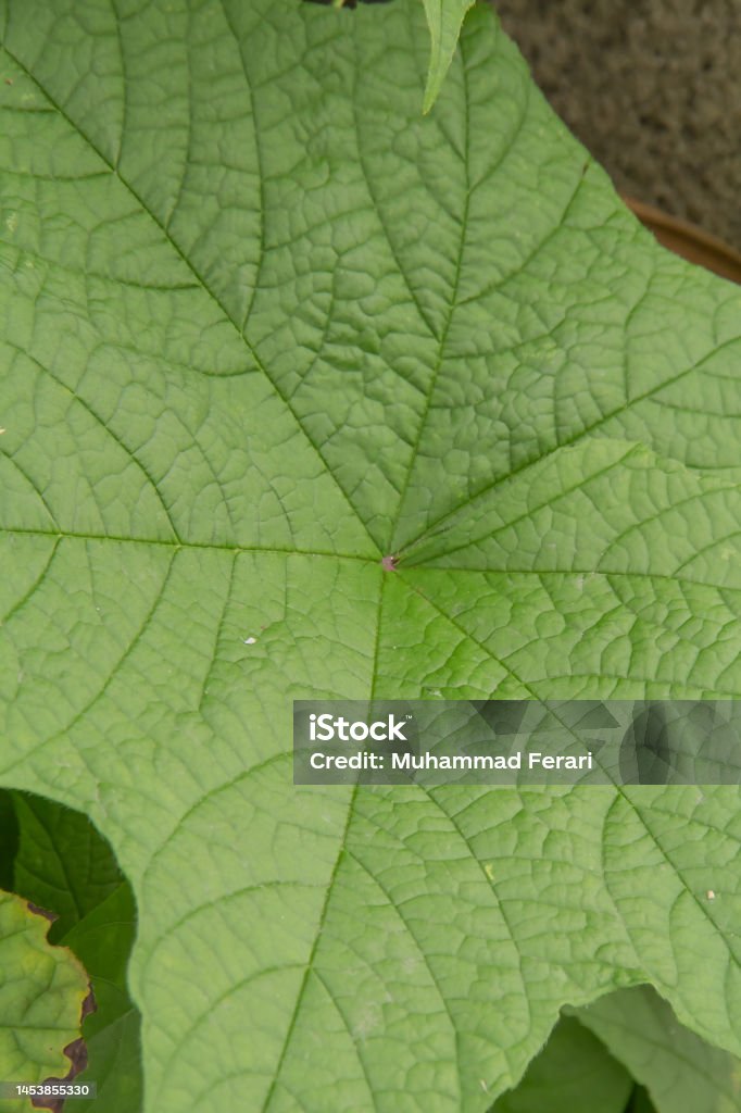 macro shot of green plant name Rubacer odoratum Rubacer odoratum. macro shot of plant name Rubacer odoratum in garden 1980-1989 Stock Photo