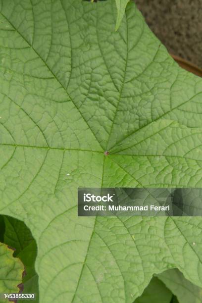 Macro Shot Of Green Plant Name Rubacer Odoratum Stock Photo - Download Image Now - 1980-1989, Abstract, Aerial View