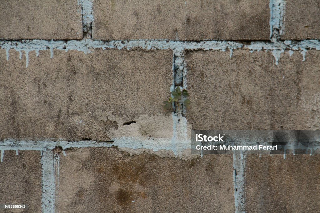 plants growing through cement walls. Go green, plant. plants growing through cement walls. too much building at the expense of crops 1980-1989 Stock Photo
