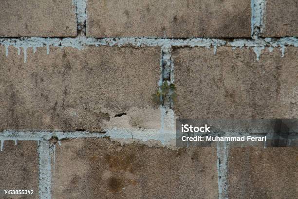 Plants Growing Through Cement Walls Stock Photo - Download Image Now - 1980-1989, Abstract, Architecture