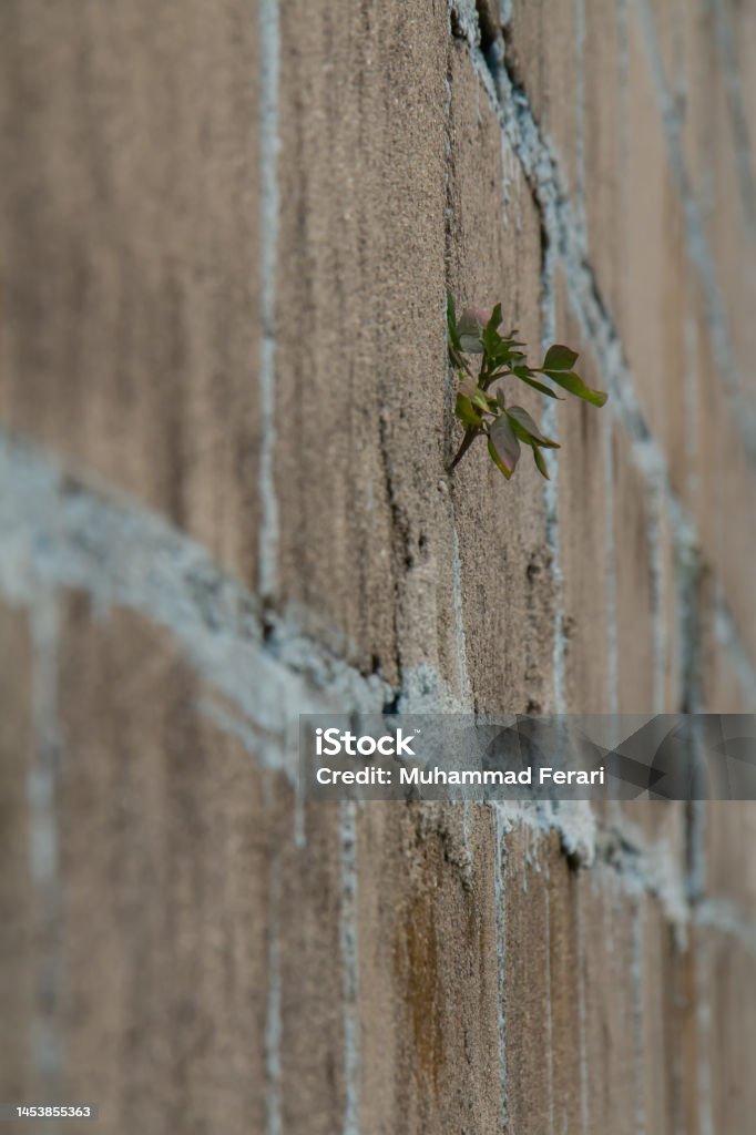 plants growing through cement walls. blurry foreground and background Go green, plant. plants growing through cement walls. blurry foreground and background 1980-1989 Stock Photo