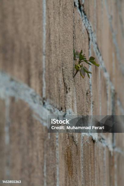 Plants Growing Through Cement Walls Blurry Foreground And Background Stock Photo - Download Image Now