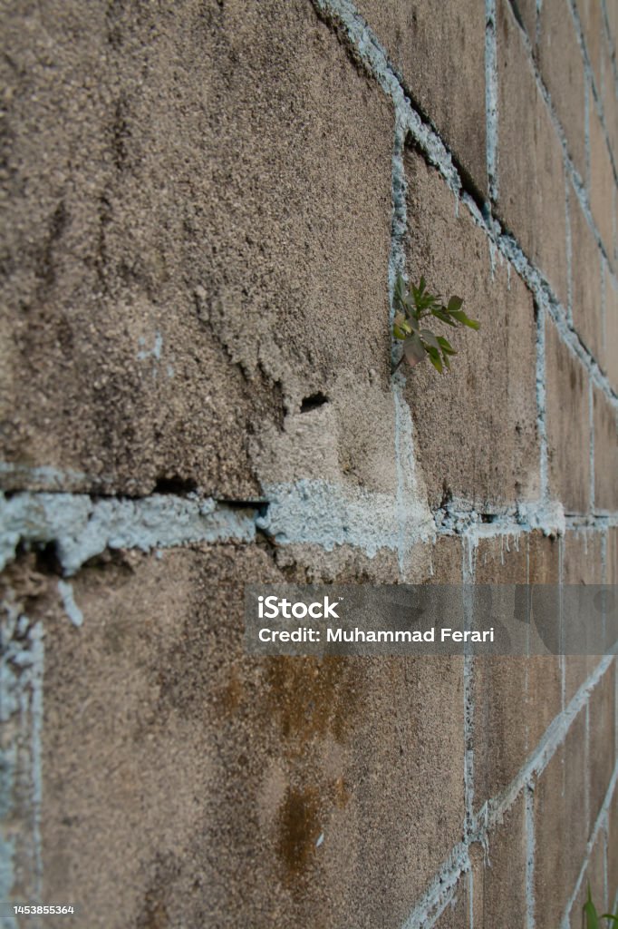 Go green, plant. plants growing through cement walls. 1980-1989 Stock Photo
