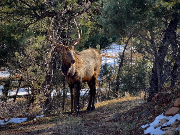 Medium close-up of an Elk Stag and his antlers in the snow