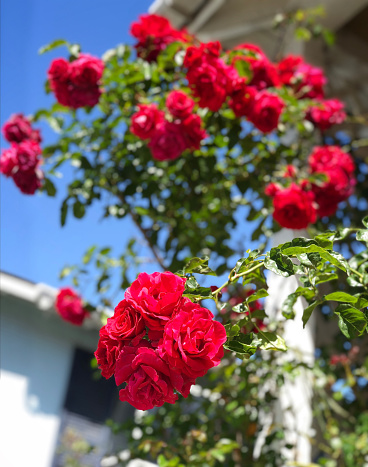 Close-up of multiple bunches of red climbing roses opening toward the lens