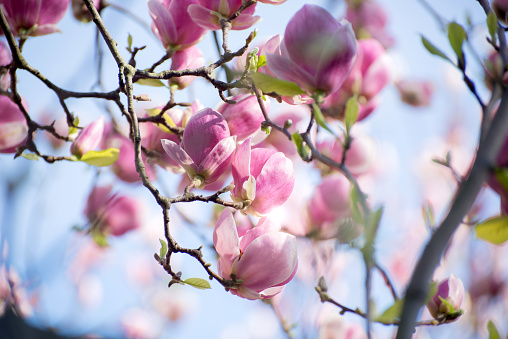 magnolia flower in the garden at sunrise on a background of blue sky.