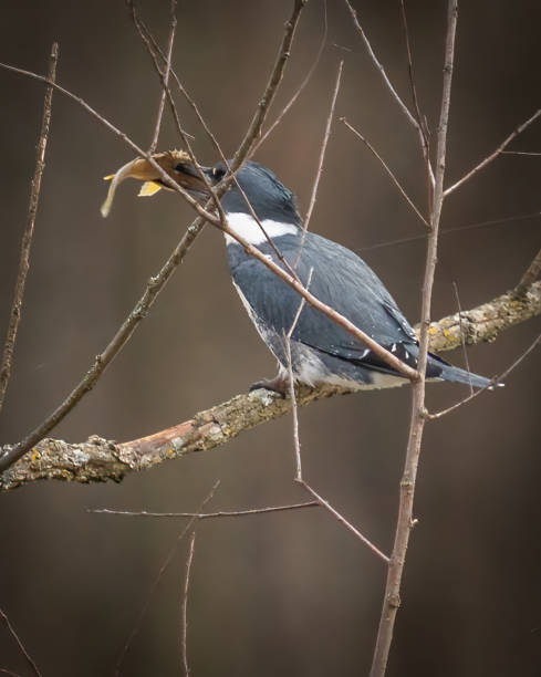 istock Kingfisher on a branch with a fish catch 1453858331