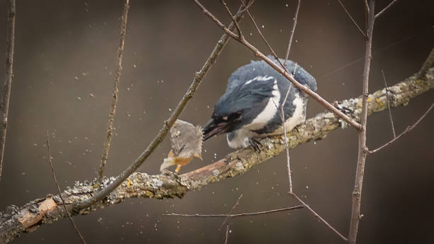 istock Kingfisher on a branch with a fish catch 1453858341