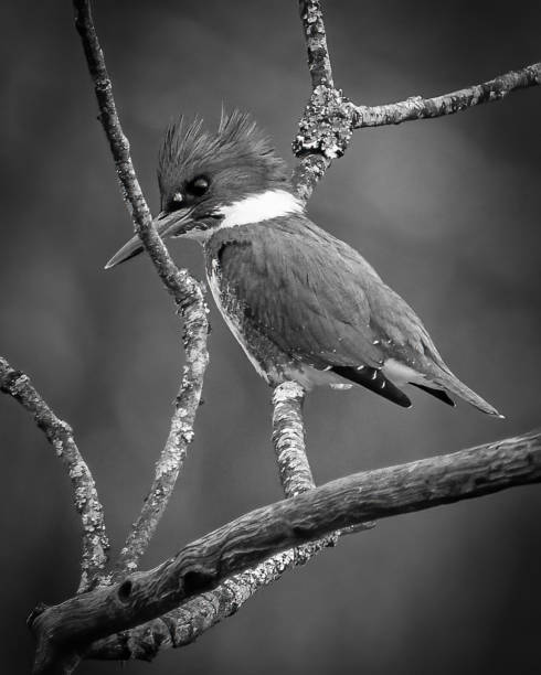 istock Kingfisher on a branch and in flight 1453858343
