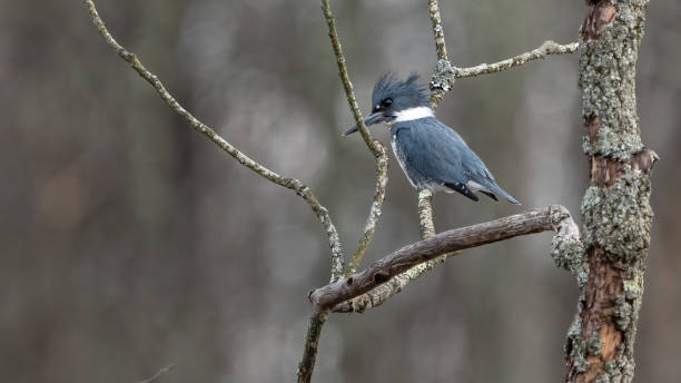 istock Kingfisher on a branch and in flight 1453858352