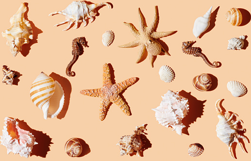 Seashell collection on orange background