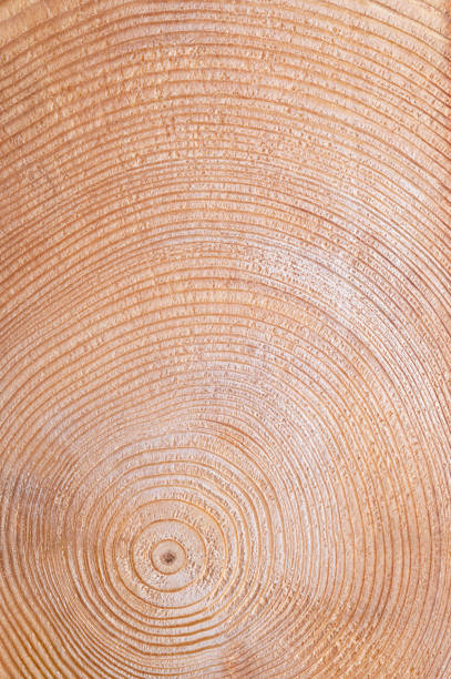 istock Growth rings of a spruce tree, cross section showing annual or tree rings 1453860017
