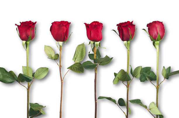 istock Valentine's Day. Flowers composition. frame made of rose flowers, background. 1453860224
