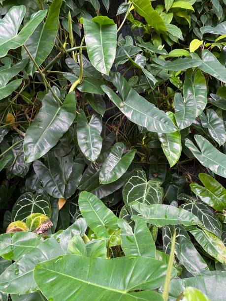 istock Fresh green leaves on a sunny morning 1453861067