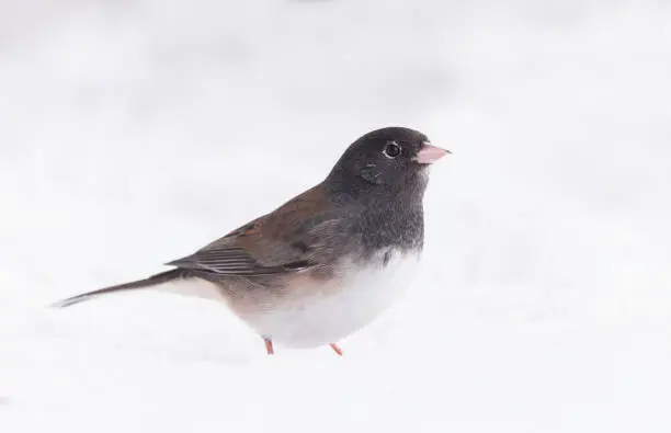 A Dark-eyed Junco (Junco hyemalis) on a Wyoming winter's day.