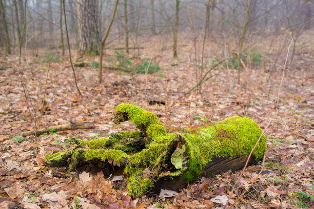 green moss on a tree. forest landscape with a tree in moss in the fog