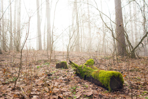 green moss on a tree. forest landscape with a tree in moss in the fog
