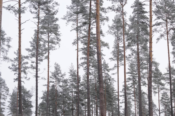 istock Low angle view of pine trees in forest during winter 1453862858