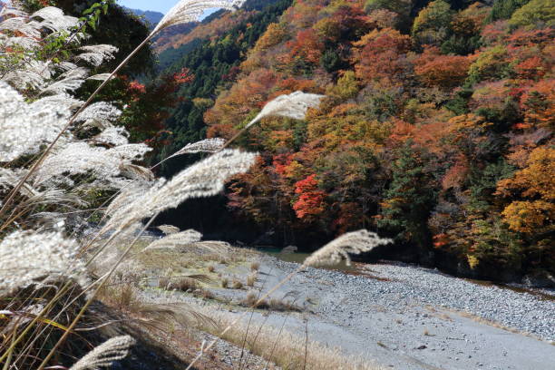 istock Iya Valley,Pampas grass and autumn leaves (Higashi-Iya, Tokushima Prefecture) 1453863966
